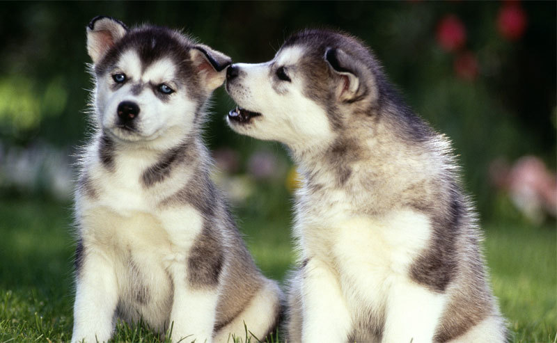 Cute Alaska Dogs