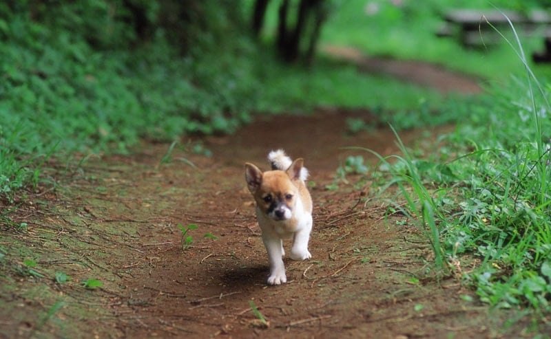 Baby dog run around garden