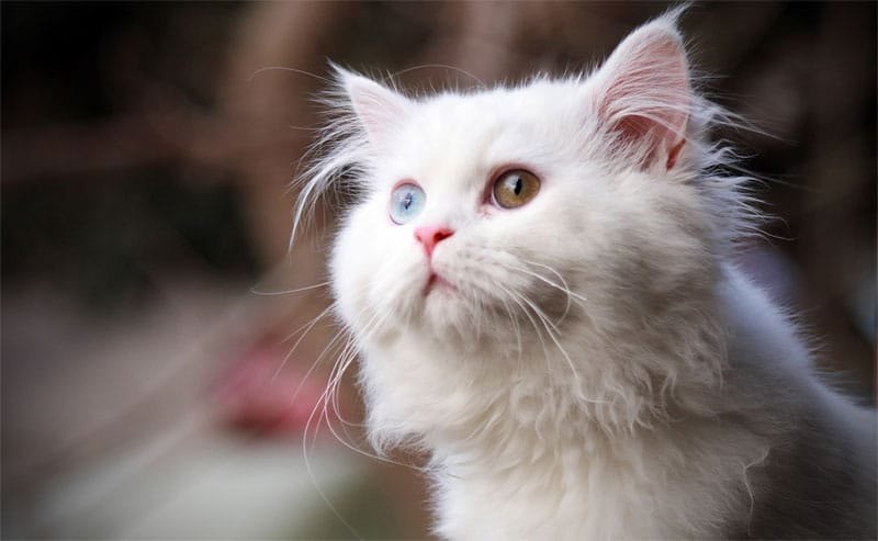 Cat's eyes has impressive color