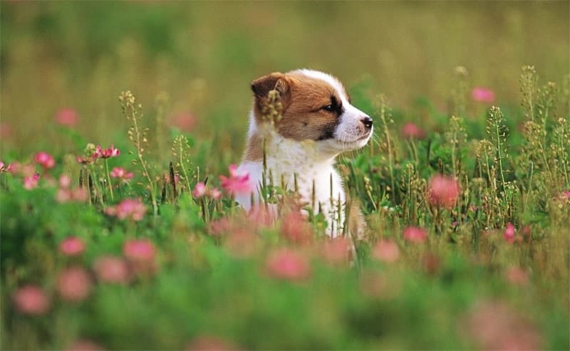 Cute dog with lots of beautiful flowers