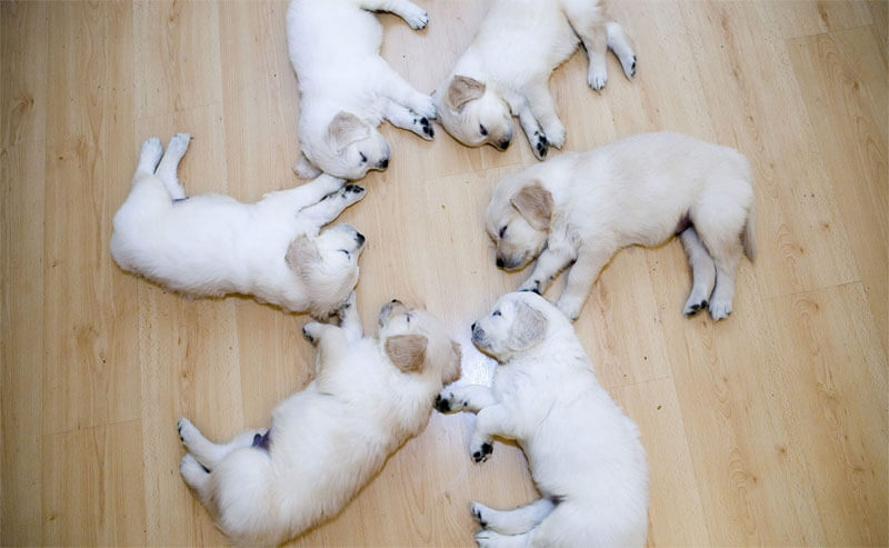 6 baby dogs sleep together