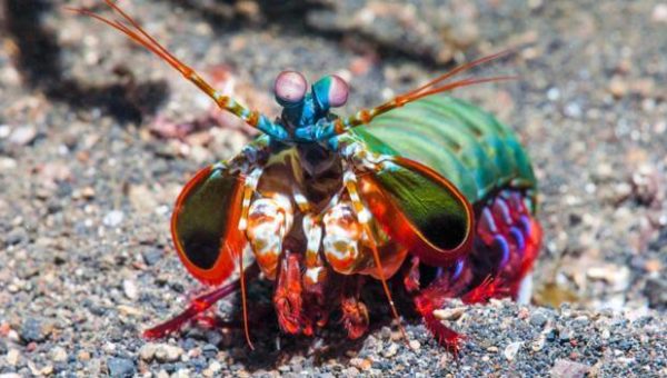 Peacock Mantis Shrimp - Bản năng phản xạ