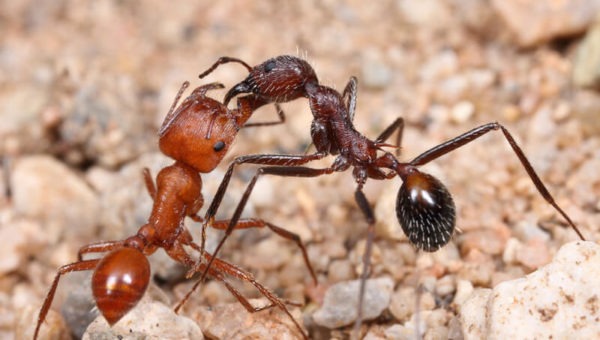 Kiến Trap Jaw Ant