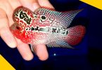 red flowerhorn cichlid
