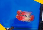 red flowerhorn fish