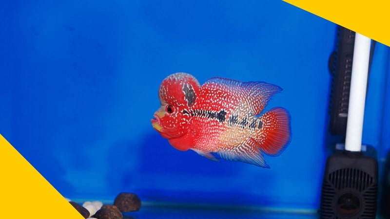 red flowerhorn fish