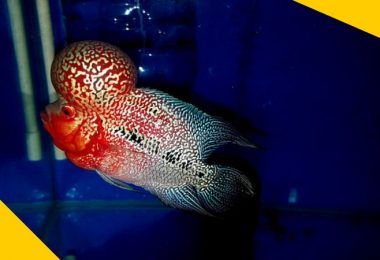 super vip flowerhorn fish