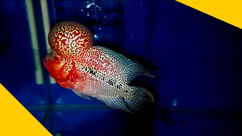 super vip flowerhorn fish