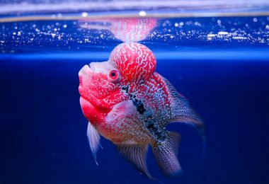 flowerhorn cichlid fish