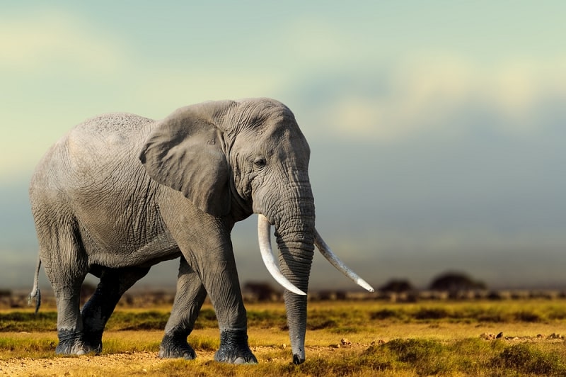 voi thế giới động vật